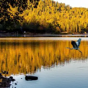 Photo of Lake Gregory Rimscapes — alternate view